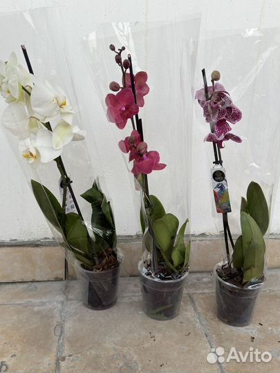 Орхидея фаленопсис