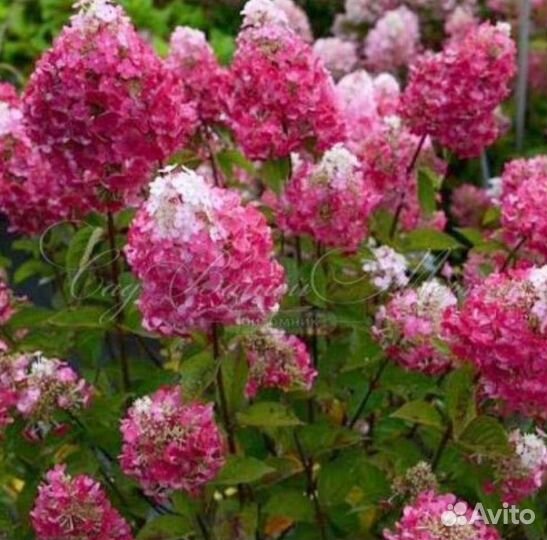 Гортензия Метельчатая Сандей Фрайз