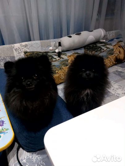 Щенки шпица mini