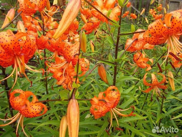 Лилия тигровая и жёлтая