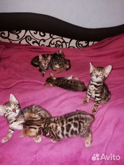 Бенгальская