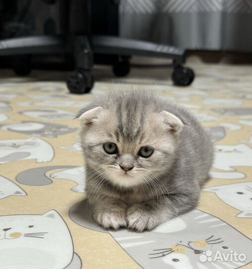 Шотландская скоттиш-фолд