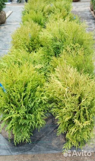 Туя шар-дная конусная Барбарис Можжевельник Сосна