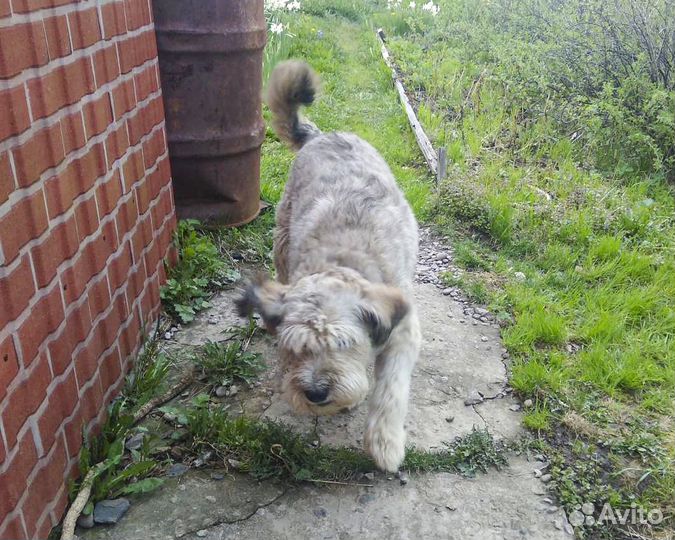 Метис пшеничного терьера, кастрат Малыш в дар