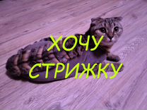 Стрижка кошек