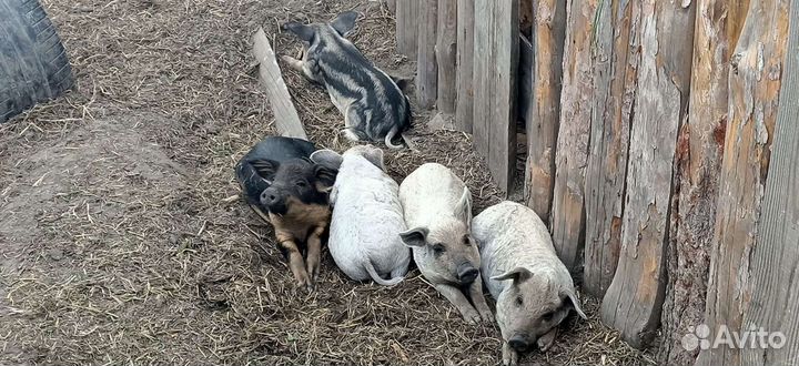 Поросята Венгерской Мангалицы
