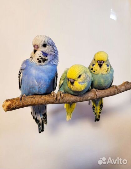Птенцы Выставочного Волнистого Попугая Чеха Ручные