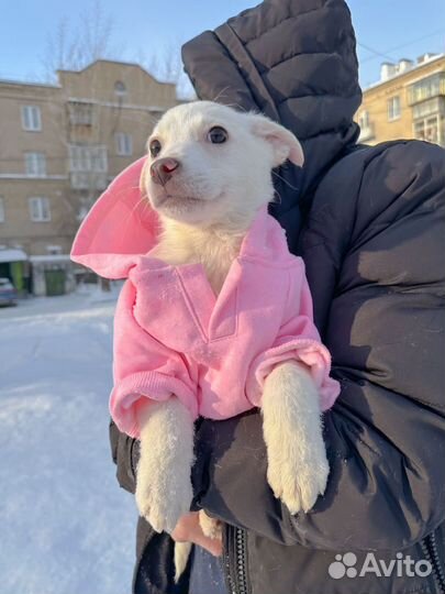 Щенки в добрые руки