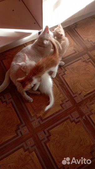 Котята в добрые руки бесплатно