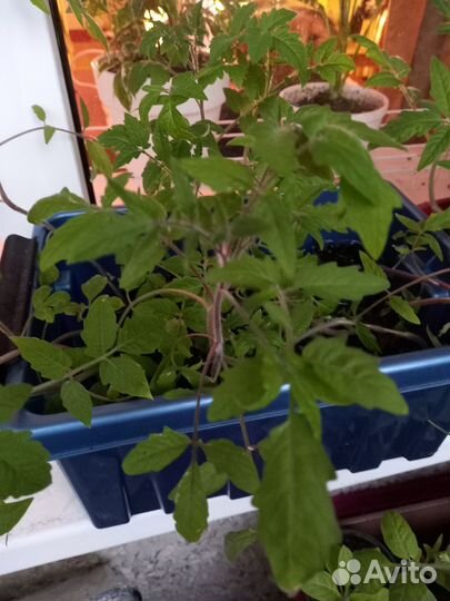 Рассада помидор