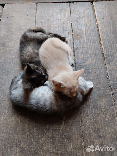 Отдам котят в добрые руки, рыжий котик