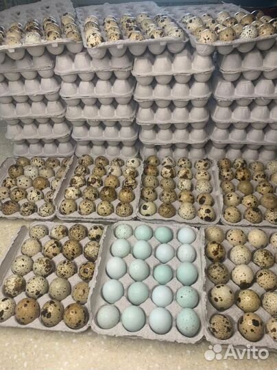 Яйца деревенские