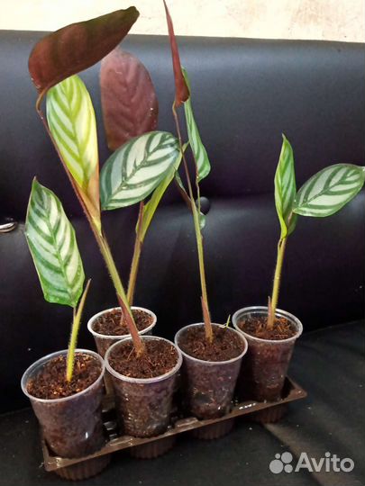 Ктенанта Сетоза