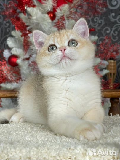 Золотые котята