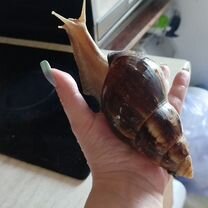 Улитята ахатины, Мариуполь