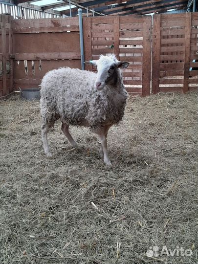 Овцы. Дорпер/романовская