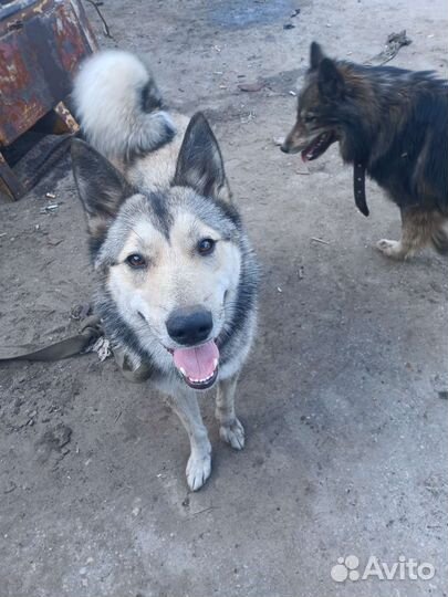 Собака в добрые руки