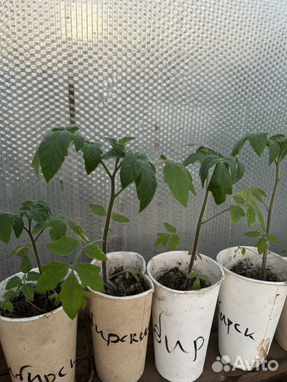 Рассада помидор и перцев