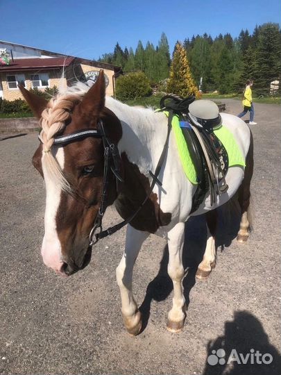 Шетлендский пони