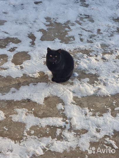Котики бесплатно