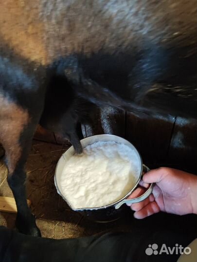 Дойная коза ла- манча