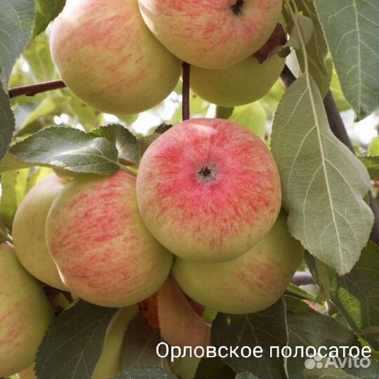 Яблоня осенняя Орловское полосатое