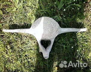 Позвоночник кита