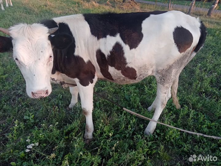 Продам Телочку