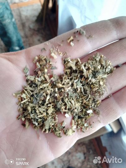 Семена махорки сорт ас 18/7