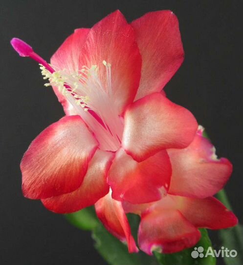 Шлюмбергеры, декабристы, рипсалидопсис