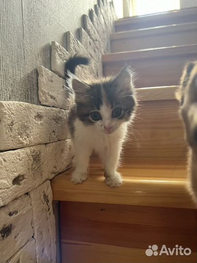 Котенок бесплатно