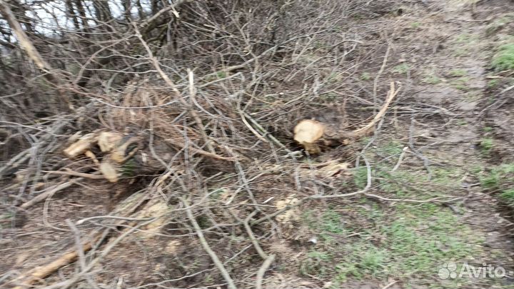 Спил деревьев Расчитска участков Покос