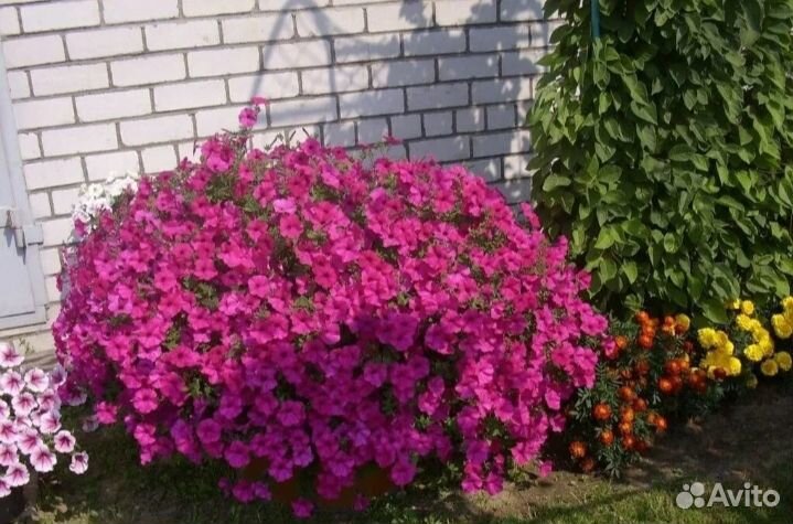 Вегетативная петуния