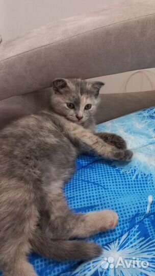 Вислоухая кошка бесплатно