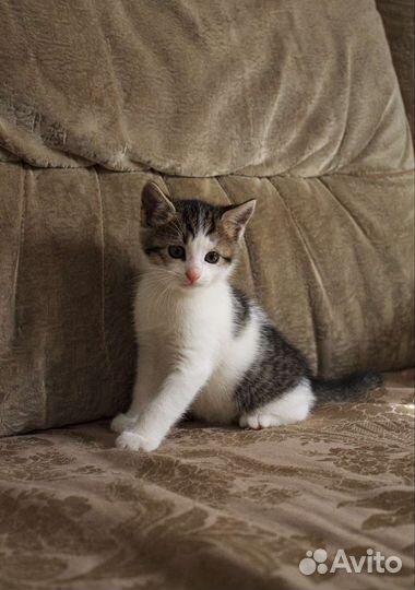 Котята в любящие руки