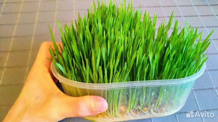 Микрозелень