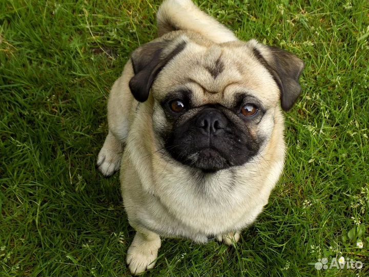 Передержка собак