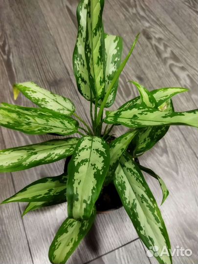 Аглаонема Трейба