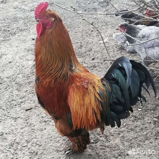 Петухи молодые