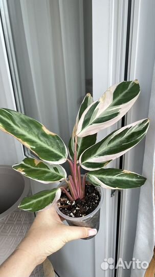 Строманта триколор