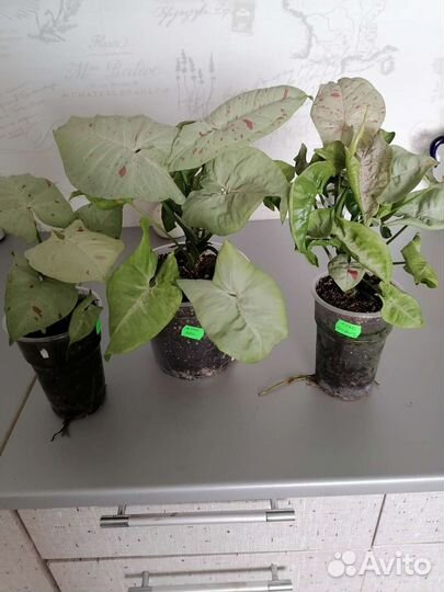 Сингониумы