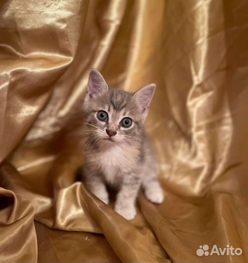 Котята в добрые руки бесплатно