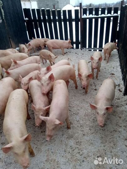 Продаю поросят разного возраста и веса