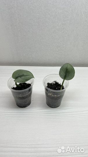 Сциндапсус, эпипремнум, сингониум