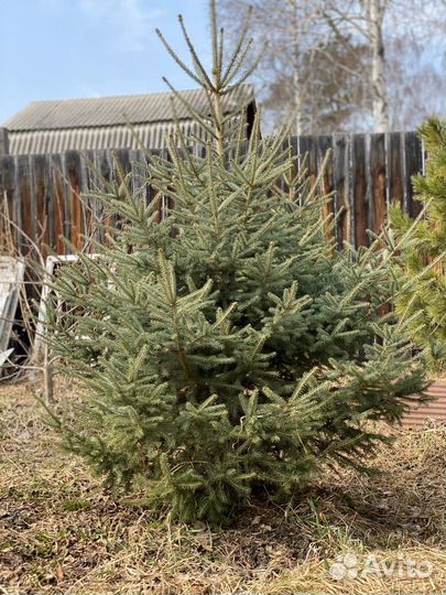 Кедры, Елки премиум Класса, экскл. крупномеры