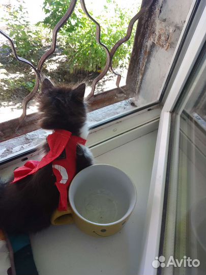 Пушистую красавицу отдам в хорошие руки