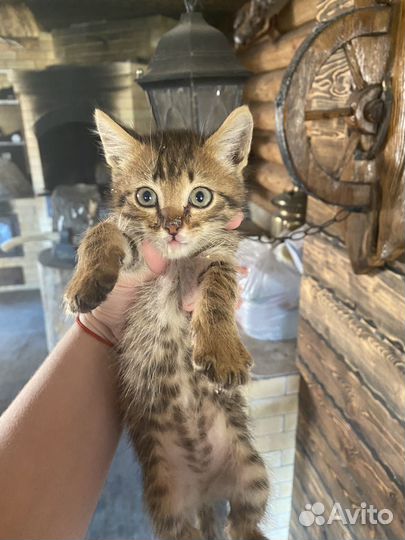 Кошка в дар