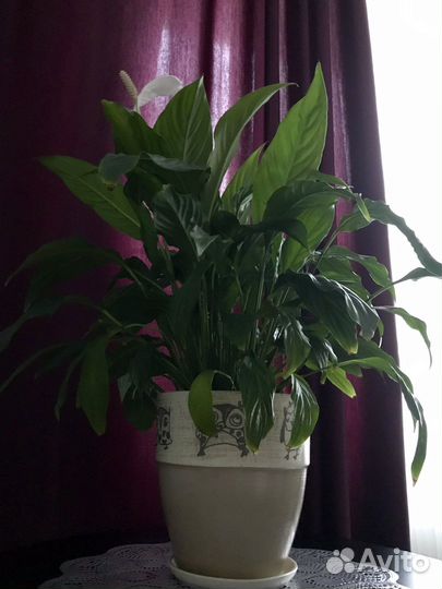 Спатифиллум в керамическом горшке