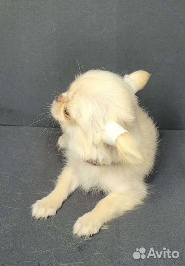 Щенки чихуахуа