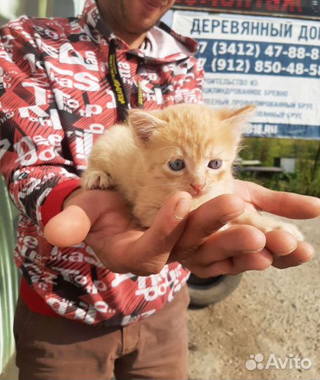 Кошка в дар бесплатно